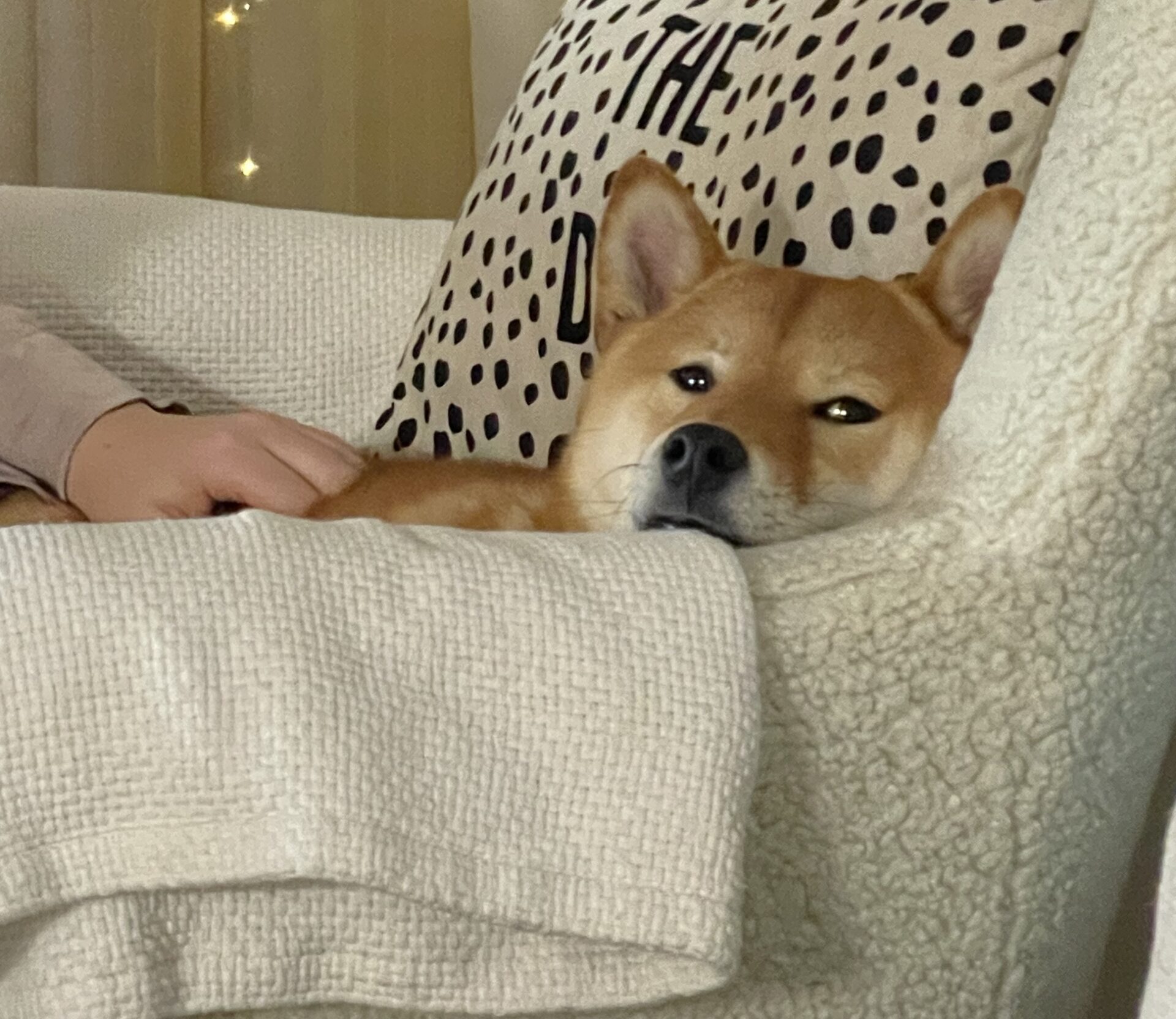 Train a Shiba Inu