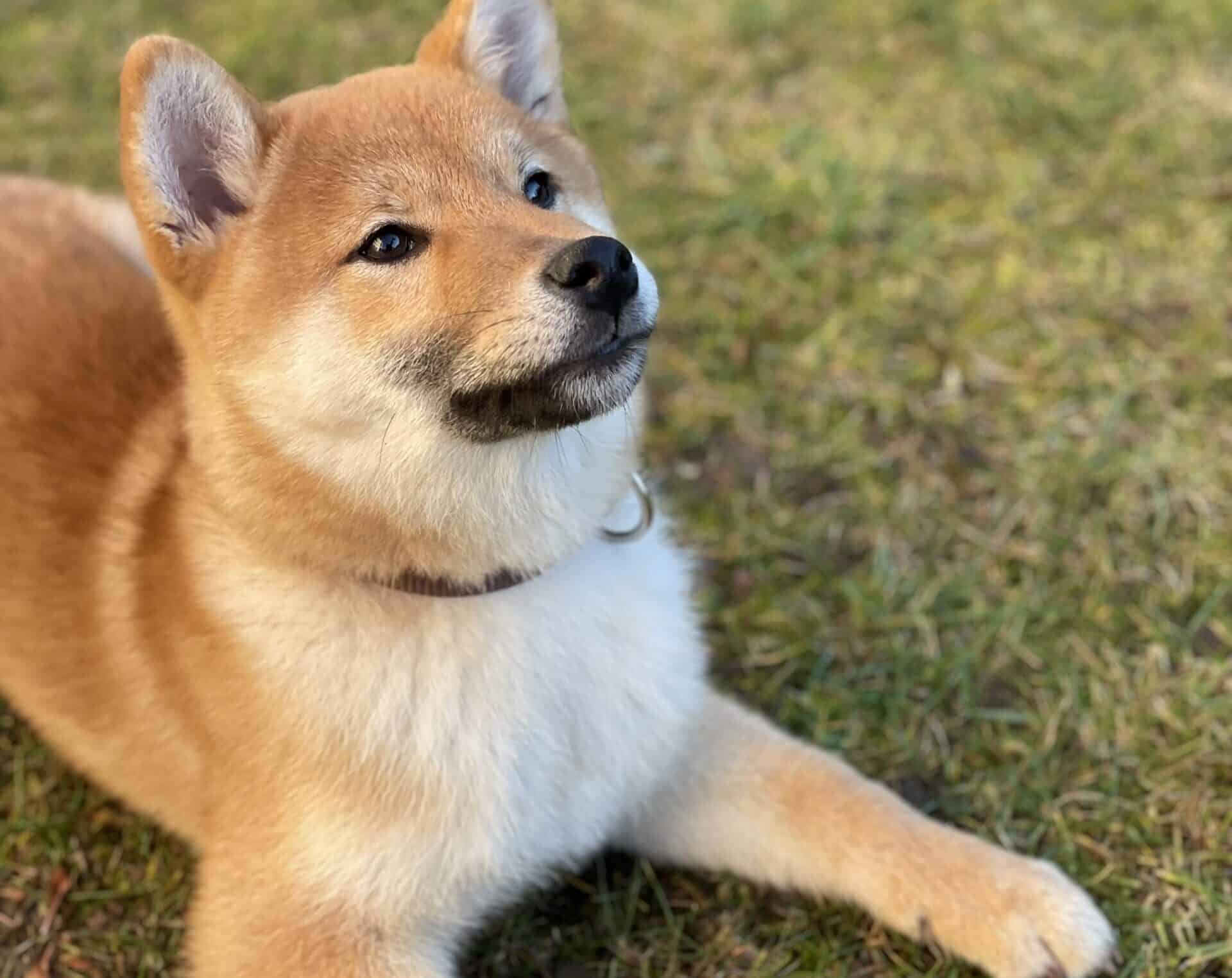 Raising a Shiba Inu: 7 Insights that Will Prepare You Mentally To Be a Successful Shiba Pawrent!