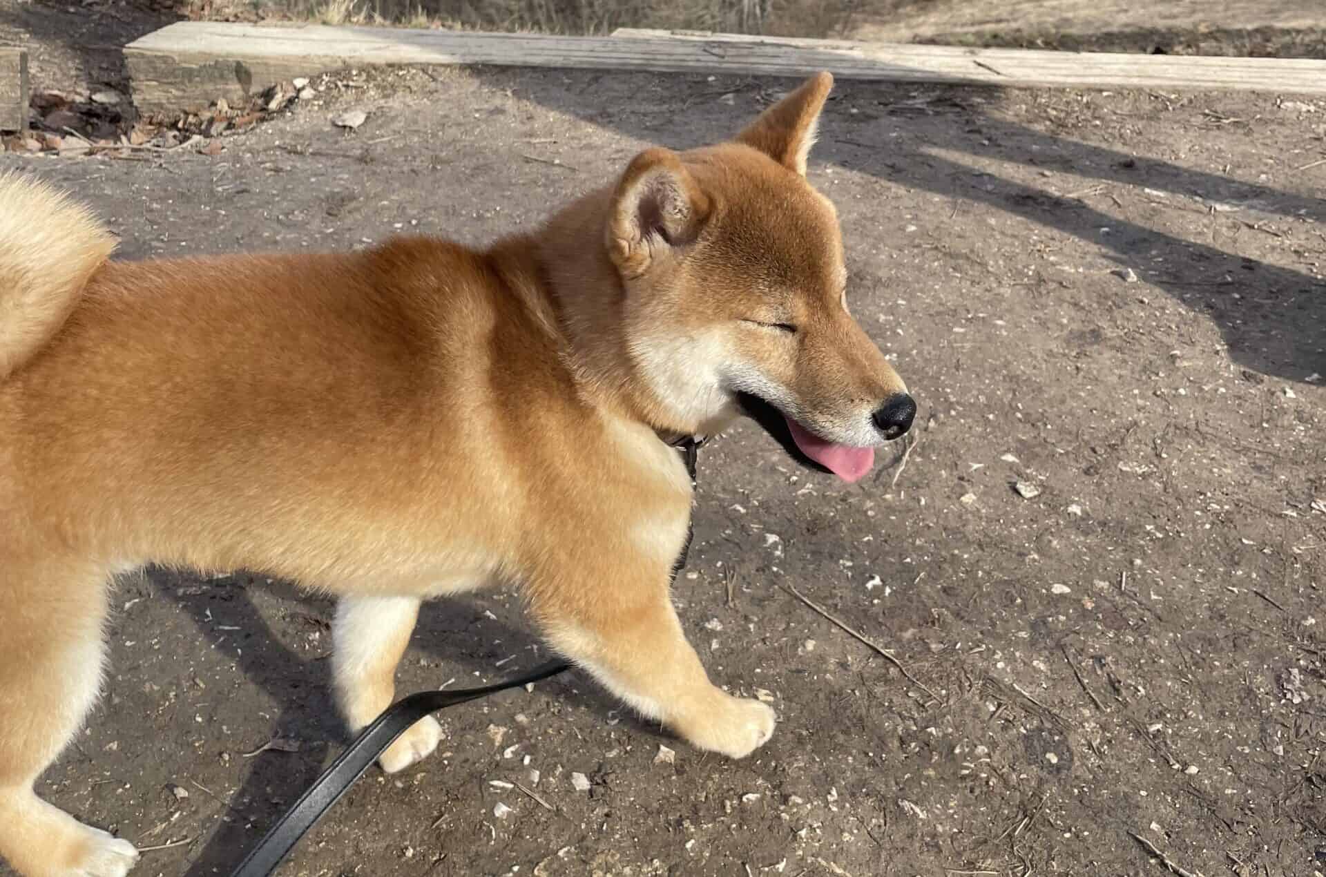 Shiba guide