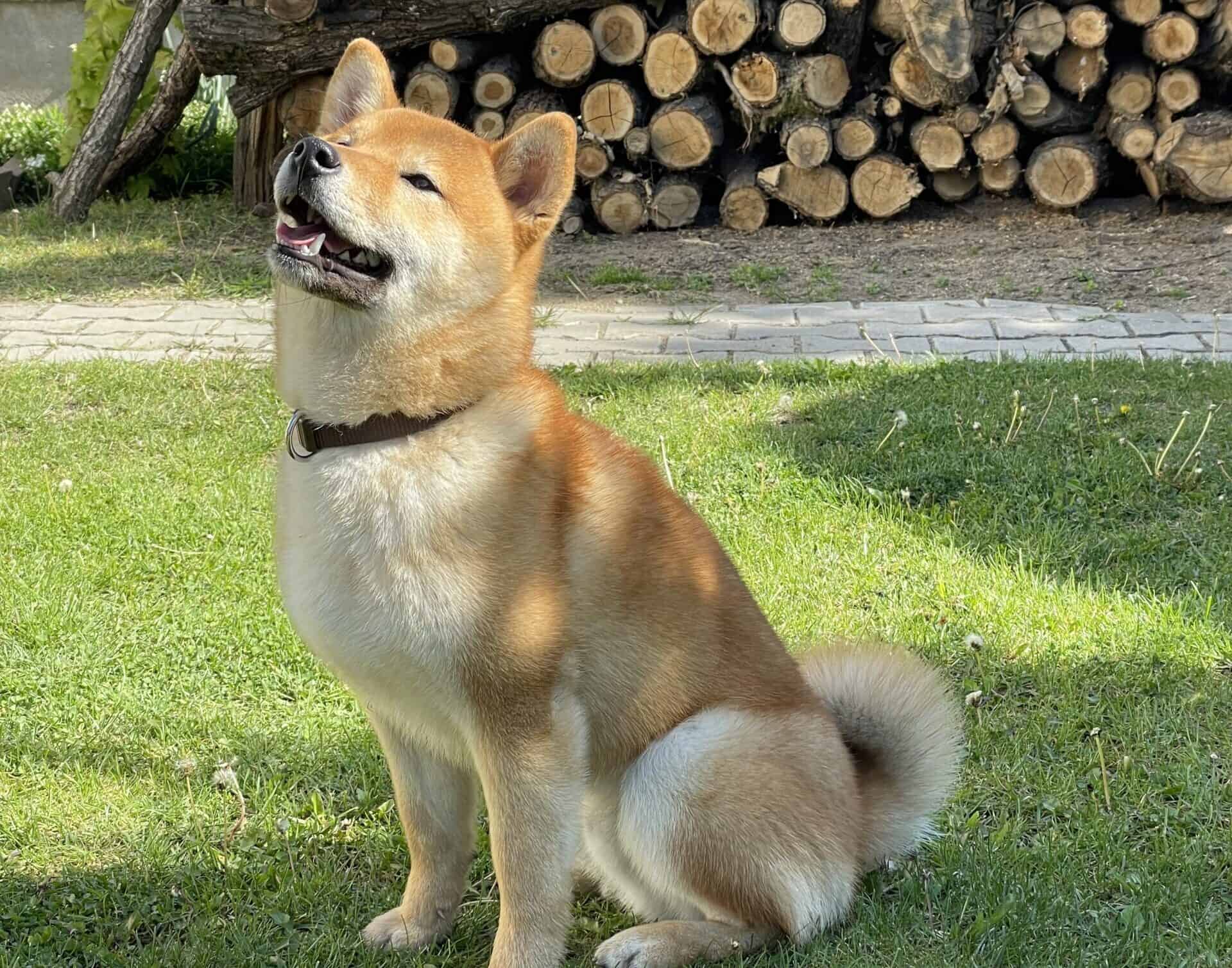 Kylo the shiba